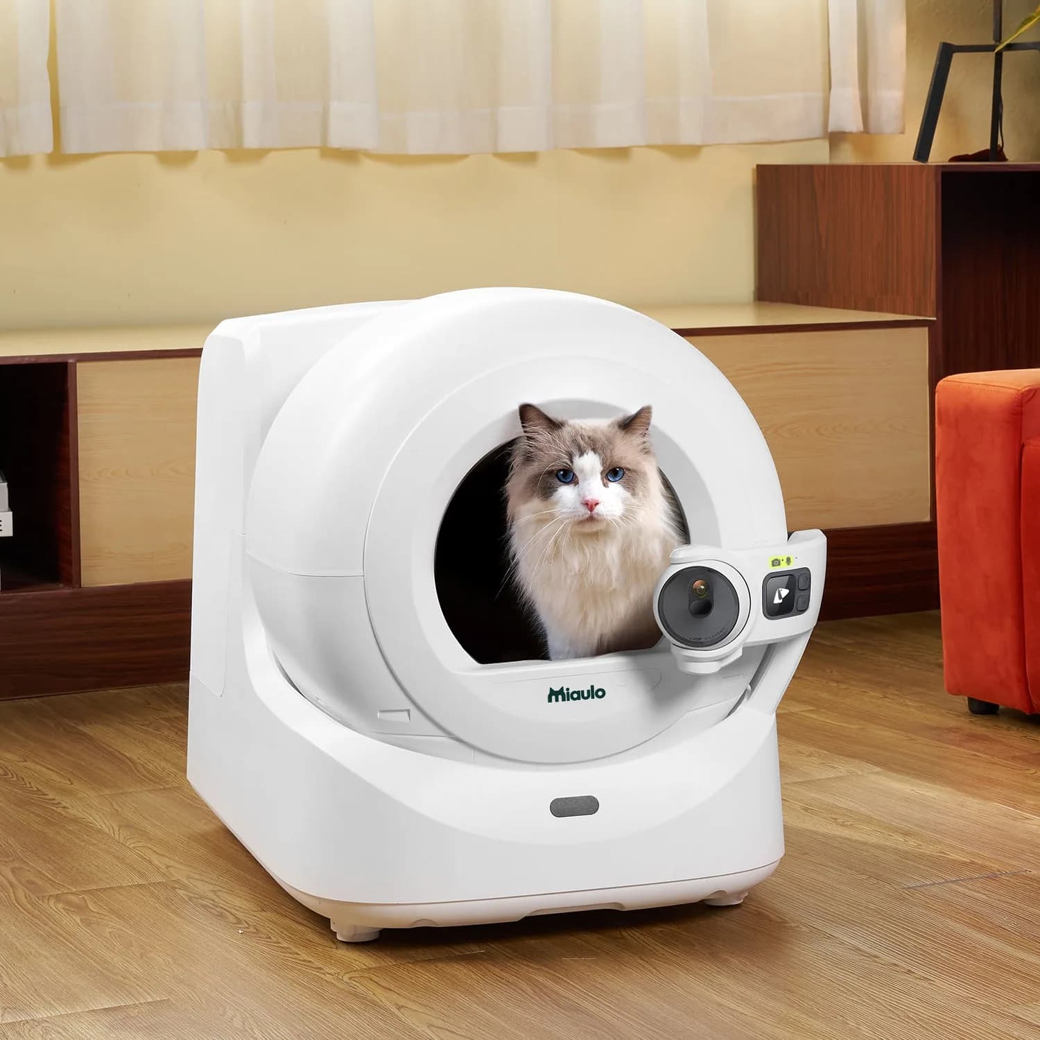 Ragdoll cat looking out of the Miaulo Vision entrance